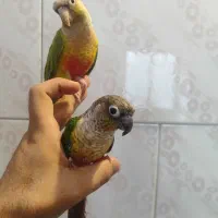 گرینچیک جفت مولد