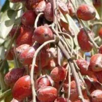 نهال سنجد حاج حسینی|گل و گیاه طبیعی|شیراز, گویم|دیوار