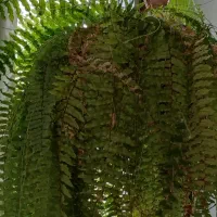 گیاه سرخسی پتوس وکاکتوس