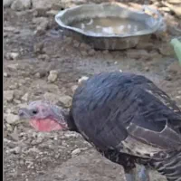 بوقلمون