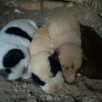 پیتبول ماده با ۴تا توله|سگ|لنجان, |دیوار