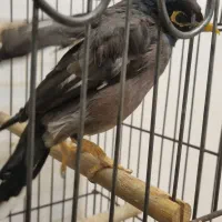 مرغ مینا|پرنده|کرج, شهرک یاس جنوبی|دیوار