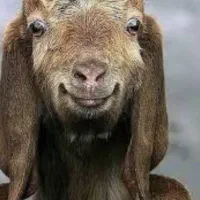 گوسفند زنده موجود است