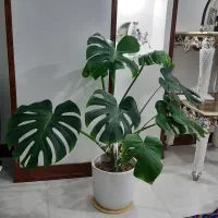 گلدان برگ انجیری