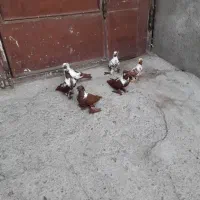 کبوترککیلی