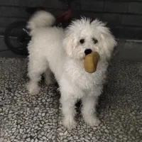 پودل سفید کمیاب