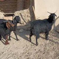 بز ابستن|حیوانات مزرعه|هامون, |دیوار