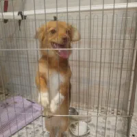 سگ اشپیترز تریر تربیت شده