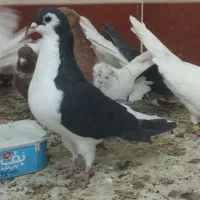 سه تا نر پرشی زرنگ|پرنده|اسلام‌شهر, شهرک سعیدیه|دیوار