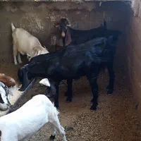 بز نجدی|حیوانات مزرعه|مسجد سلیمان, |دیوار