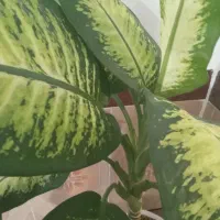 گل (دی فِن باخیا)|گل و گیاه طبیعی|عجب شیر, |دیوار