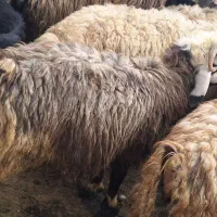 بر.ه سنگین|حیوانات مزرعه|کامفیروز, |دیوار
