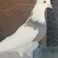 طوق سرکه ای|پرنده|دهدشت, |دیوار