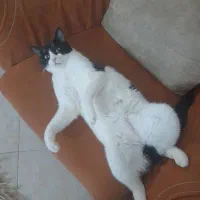 میلو خوشکل و ناز