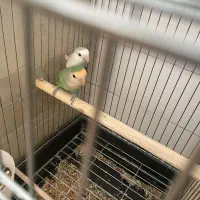 طوطی برزیلی|پرنده|مهاباد (آذربایجان غربی), |دیوار