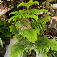 فروشگاه گل و گیاه آپارتمانی (طبیعی)|گل و گیاه طبیعی|تربتحیدریه, بی بی حسنیه|دیوار