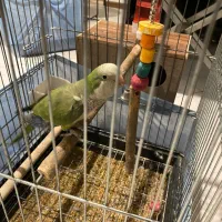 طوطی راهب نر ۱۴ ماهه سالم و رقاص|پرنده|تهران, سازمان برنامه جنوبی|دیوار