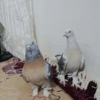 تاکلا ترکیه ای