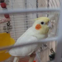 عروس هلندی|پرنده|اهواز, یوسفی|دیوار