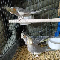 ۳ عدد عروس هلندی|پرنده|کلاله, |دیوار