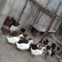 اردک تغریبا ۴ یا۵ ماهه