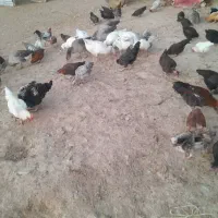 مرغ|حیوانات مزرعه|پاپی, |دیوار