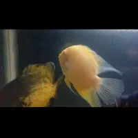 فروش ماهی اسکار