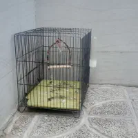 قفس|لوازم جانبی حیوانات|رومشکان, |دیوار