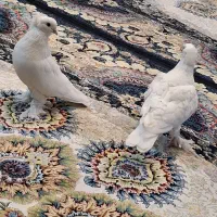 کبوتر راعبی