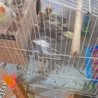 جوجه عروس هلندی|پرنده|کارون, |دیوار