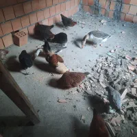 قوغاز و مرغ محلی اصیل