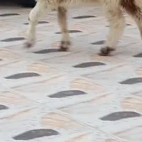 بره گوسفند بز