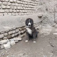 سگ.|سگ|مشهد, درزآب|دیوار