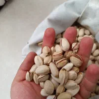 پسته درجه یک