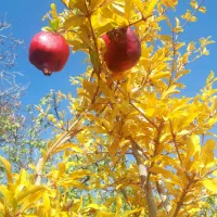 هرس .سم پاشی زمستانه اصلاح خاک