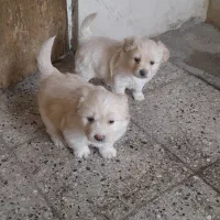 توله اشپیتز