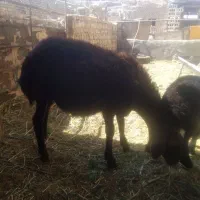 بره هترو یا همو