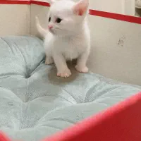 گربه نژاد بریتیش|گربه|تهران, جنتآباد شمالی|دیوار