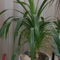 گل طبیعی|گل و گیاه طبیعی|مشهد, کارگران|دیوار