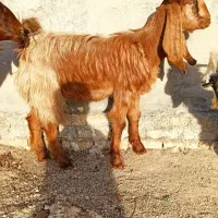 بیگ|حیوانات مزرعه|ایذه, |دیوار