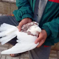 دوبالی کاکل و نوک کوتاه|پرنده|خاوران, |دیوار