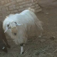 دو عدد گوسفند پسند هر عزیزی شد در خدمتم ممنون|حیوانات مزرعه|زرند, |دیوار