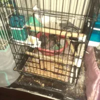 عروس هلندی مولد با سه تا جوجه