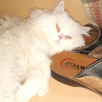 واگذاری گربه پرشین
