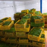 سبزی پاک شده