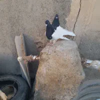 کله سیاه کاکل میخ|پرنده|زهک, |دیوار