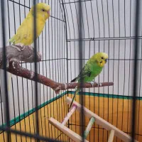 یک جفت مرغ عشق