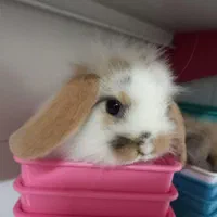 همستر مینیاتوری کمپل سوری بندانگشتی ووسایل بازی|موش و خرگوش|اصفهان, همدانیان|دیوار