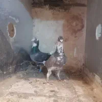 آلمانی جفت گاه