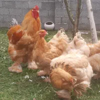 تخم برهما  اصل|حیوانات مزرعه|رشت, شهرک آیت الله منتظری|دیوار